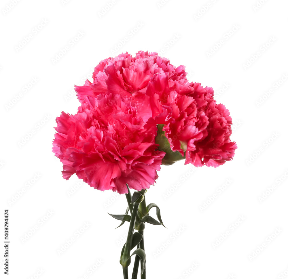Beautiful carnation flowers on white background