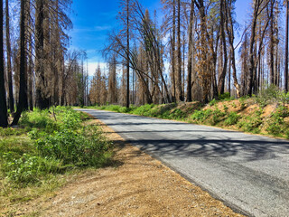 Poster - logging road through forest that was burn by a wildfire 