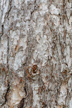 Pinus Nigra. Detail Of The Bark Of The Black Pine.