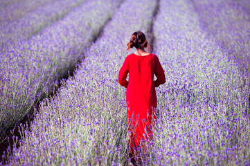 Wall Mural - The Asian woman wearing red dress in a lavender field,beautiful lavender flowers blooming in the garden.