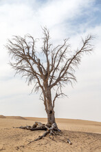 Dead Tree With Roots In The Desert In UAE