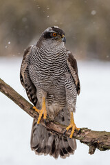 Wall Mural - peregrine falcon (falco peregrinus) perched on branch in front of pine trees-shallow depth of field