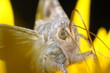 motyl na kwiatku jedzący nektar, zbierający pyłek