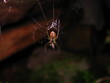 spider web - hunting animal with victim