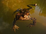 Fototapeta Nowy Jork - Żaba w kałuży błota