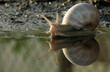 Ślimak ogrodowy z muszlą  - pasożyt i szkodnik