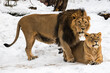 The Asian lions. Portrait in the snow.
