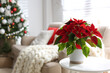 © New Africa - Beautiful poinsettia on white table indoors, space for text. Traditional Christmas flower
