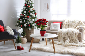 Beautiful poinsettia and gift box on white table in stylish living room interior. Traditional Christmas flower