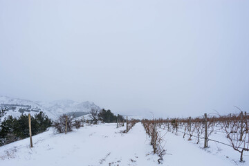 Wall Mural - Vineyard in the snow