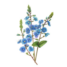 Bouquet With Veronica Chamaedrys Branch With Flowers, Buds (germander Speedwell, Bird's-eye Speedwell, Or Cat's Eyes). Watercolor Hand Drawn Painting Illustration Isolated On White Background.
