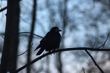 Crow on a tree branch