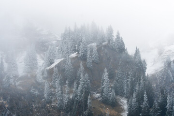  winter forest with snow fall in the Bernese Alps