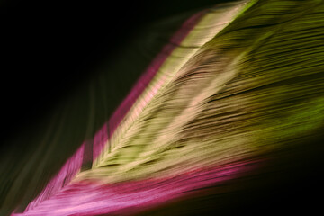 Fototapete - Close up Beautiful book pages in the multi color light on a night. Background pattern for design. Macro photography view.