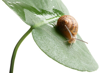 Wall Mural - Common garden snail on wet leaf against white background