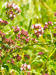 Wall Mural - Burgundy pink flowers in a wild meadow