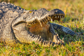 Wall Mural - nile crocodile (crocodilus niloticus) resting with open mouth showing its sharp teeth