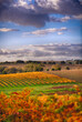 Overlooking vineyards at McLaren Vale, South Australia