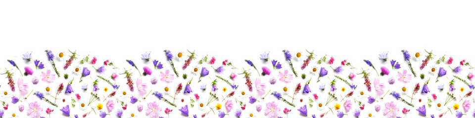 Wall Mural - Pattern from plants, wild flowers isolated on white background, top view. Banner,border.The concept of summer, spring, Mother's Day, March 8. 