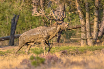 Sticker - Red deer rutting season Veluwe