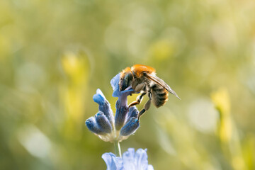 Macro of a bee with beautiful pattern in the eyes on a blue flower. Shallow depth of field with soft focus and bokeh bubbles in the background