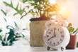 © ant - Selective focus of alarm clock show 8 o'clock or 8 a.m. on table with nature bokeh background. Time in life.