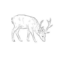 Sketch of grazing deer. Handmade.