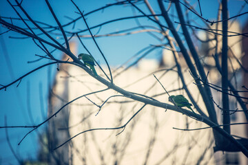 Parakeets on tree