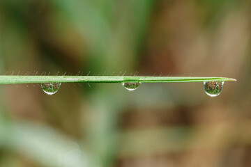 Dew drop on green leaf with nature background,close up