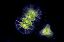 Protozoa And Green Algae In Waste Water Under The Microscope.
