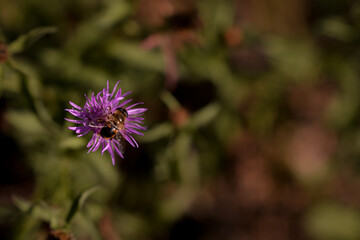 Wall Mural - a bee collecting pollen from centaurea jacea. bombus sitting on the purple flower