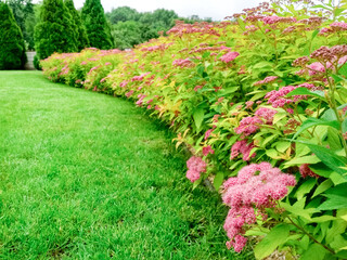 The front yard in spring garden landscape design with bright green lawn and flowers Spiraea.