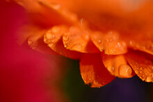 Close Up Of Red And Orange Flower In The Rain. Water Droplets Cover The Stamen And Petals Of The Flower Head. The Flower Is A Gerbera, Which Is An Asteraceae (daisy Family)
