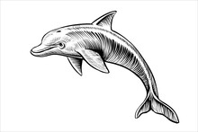 Jumping Dolphin Drawing, Vector Sketch. Black And White Isolated Illustration.