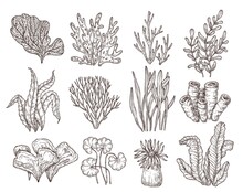 Sketch Seaweed. Isolated Ocean Seaweeds, Aquarium Decorative Art Elements. Underwater Corals, Engraving Sea Algae Laminaria Exact Vector Set. Ocean Underwater Plant Or Aquarium Illustration
