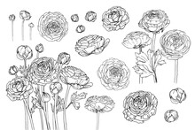 Flowers Vector Line Drawing. Ranunculus Drawn By A Black Line On A White Background.