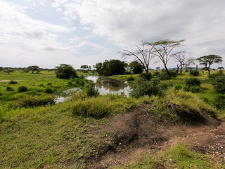 Wall Mural - Tanzanian national parks ecosystem