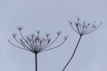 Dried 2 flowers chervil in winter