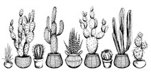 Set Of Potted Cactus Plants.