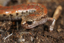 Closeup Shot Of A California Slender Salamander On The Forest Ground