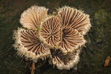 Top View Of Split Gill Fungi On An Old Tree Trunk