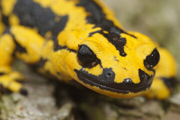 Sticker - Macro shot of European fire salamander on a wooden trunk surface