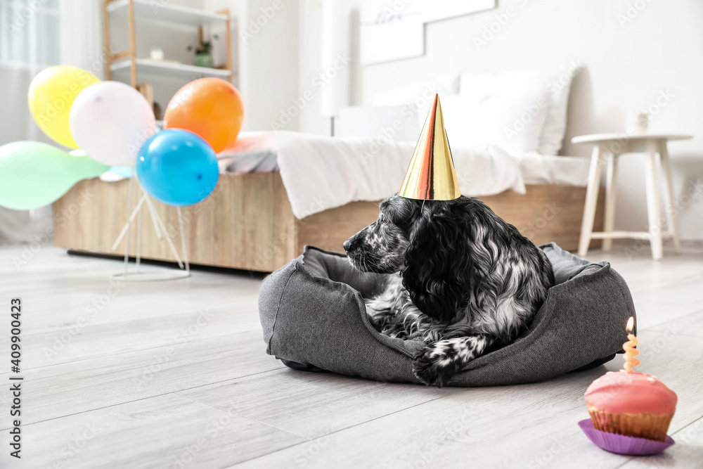 Cute dog celebrating birthday at home