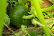 Close Up Of Organic Green Squash