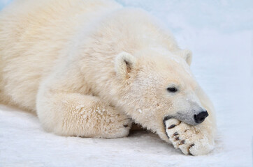 Wall Mural - polar bear in the snow