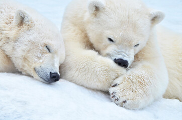 Wall Mural - two bears