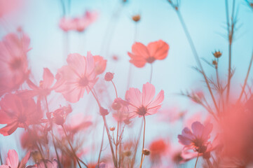 Wall Mural - beautiful cosmos flowers are blooming in vintage tones with bright sky background.