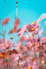 Wall Mural - beautiful cosmos flowers are blooming in vintage tones with bright sky background.