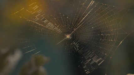Spider web in a sunlight
