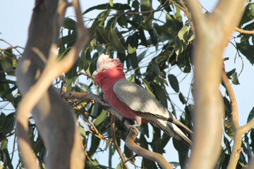 Wall Mural - Pink Galah Parrot on a gumtree